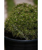 Сосна гірська Бенжамін (Pinus mugo Benjamin)