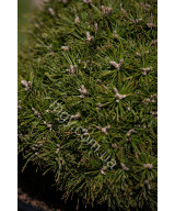 Сосна гірська Бенжамін (Pinus mugo Benjamin)