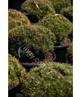 Сосна гірська Бенжамін (Pinus mugo Benjamin)
