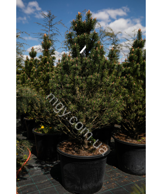 Сосна гiрська Колумбо (Pinus mugo Columbo)
