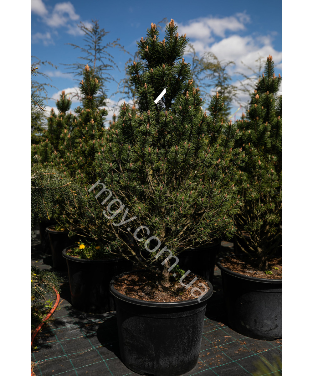 Сосна гiрська Колумбо (Pinus mugo Columbo)