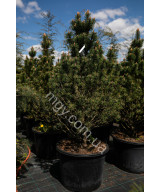 Сосна гiрська Колумбо (Pinus mugo Columbo)