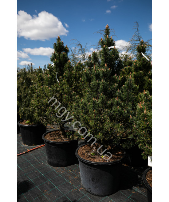 Сосна гiрська Колумбо (Pinus mugo Columbo)