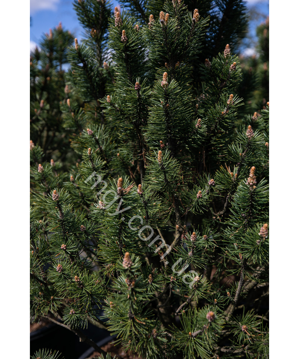 Сосна гiрська Колумбо (Pinus mugo Columbo)
