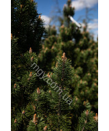 Сосна гiрська Колумбо (Pinus mugo Columbo)
