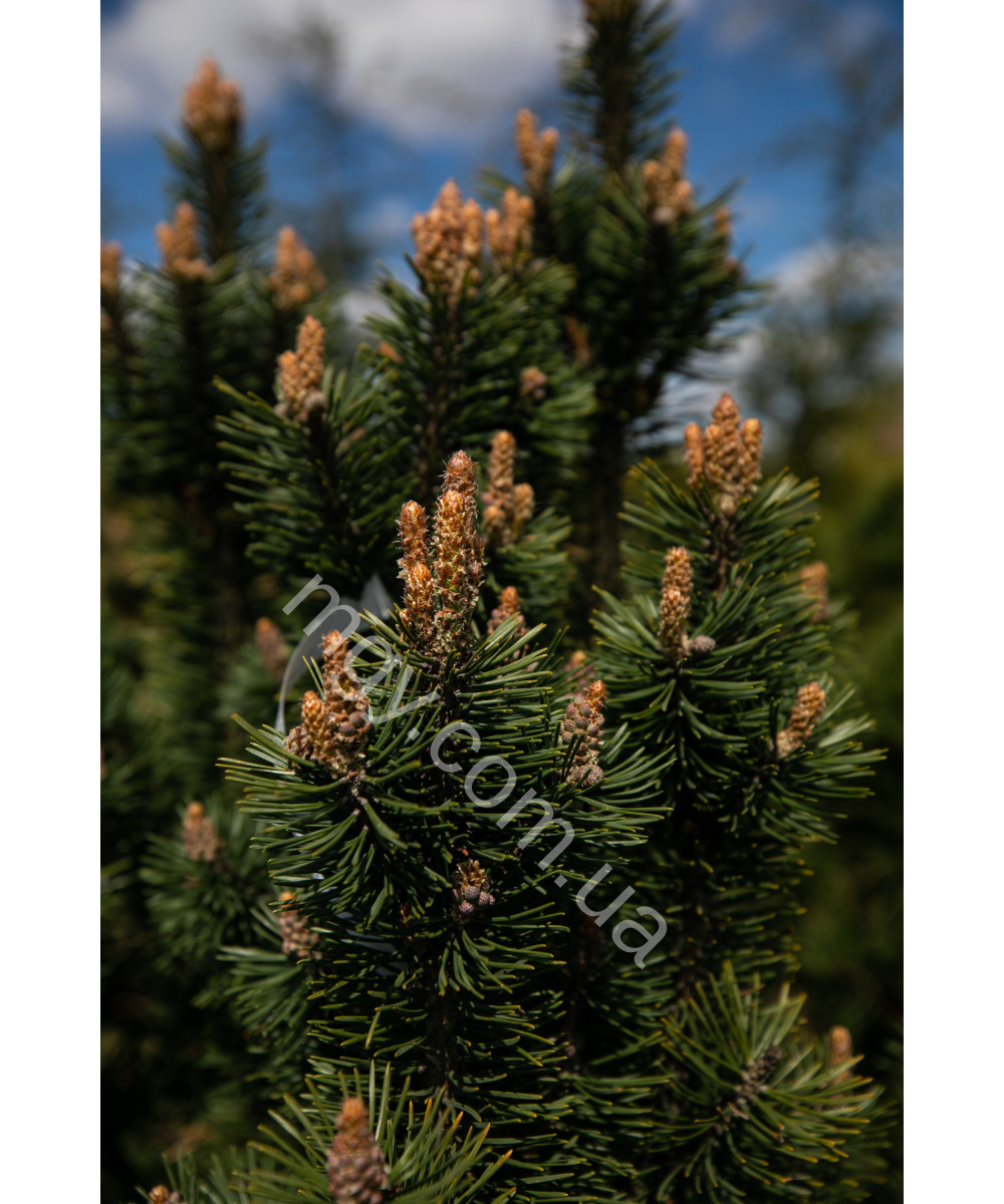 Сосна гiрська Колумбо (Pinus mugo Columbo)