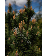 Сосна гiрська Колумбо (Pinus mugo Columbo)