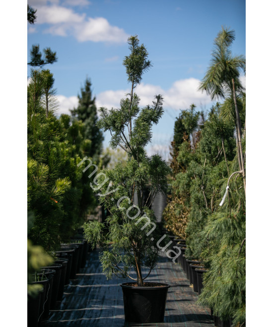 Сосна Веймутова Торулоза (Pinus strobus Torulosa)