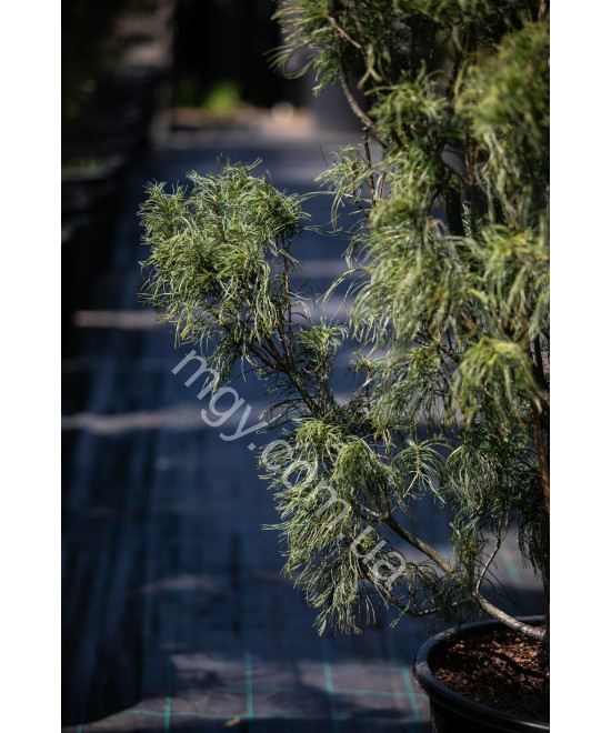 Сосна Веймутова Торулоза (Pinus strobus Torulosa)