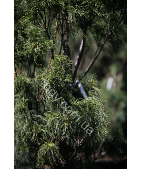 Сосна Веймутова Торулоза (Pinus strobus Torulosa)
