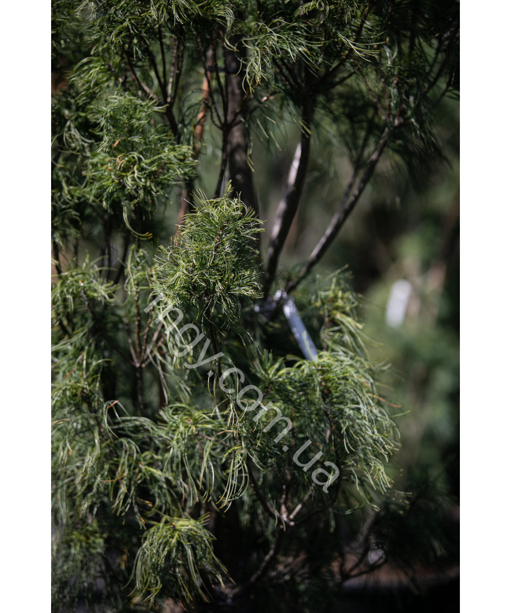 Сосна Веймутова Торулоза (Pinus strobus Torulosa)