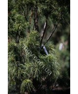 Сосна Веймутова Торулоза (Pinus strobus Torulosa)