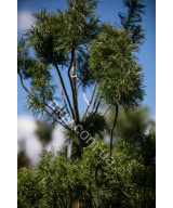 Сосна Веймутова Торулоза (Pinus strobus Torulosa)
