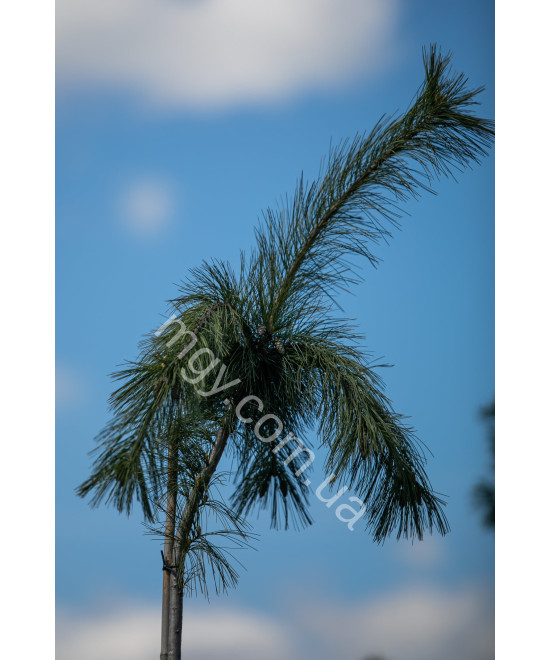 Сосна веймутова Пендула (Pinus strobus Pendula)