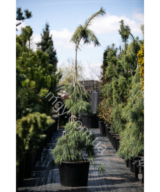 Сосна веймутова Пендула (Pinus strobus Pendula)