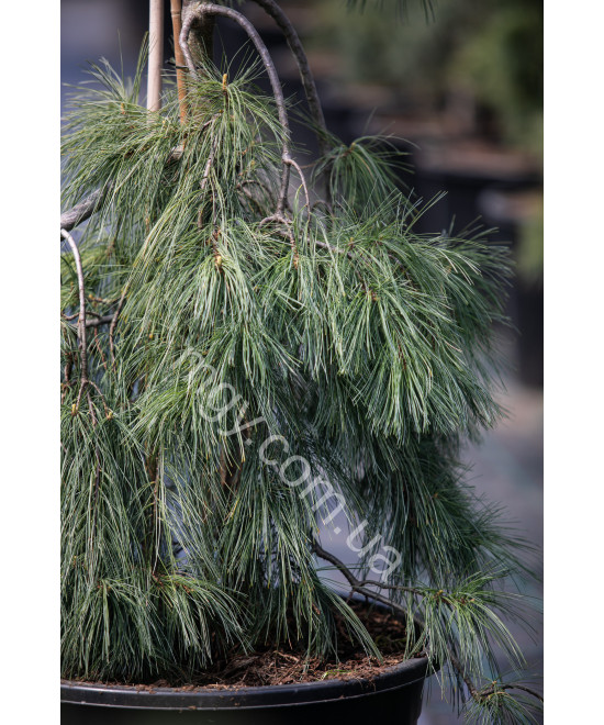 Сосна веймутова Пендула (Pinus strobus Pendula)