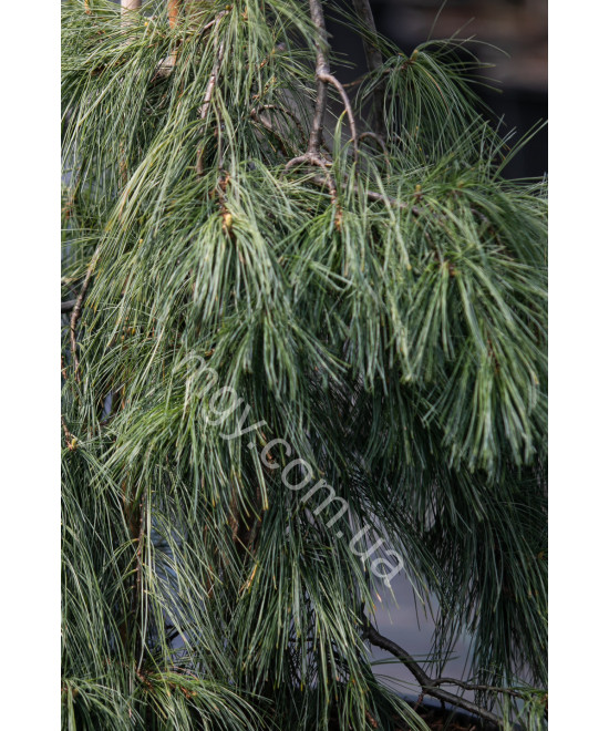 Сосна веймутова Пендула (Pinus strobus Pendula)