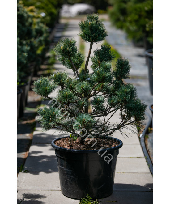 Сосна веймутова Макопін (Pinus strobus Macopin)