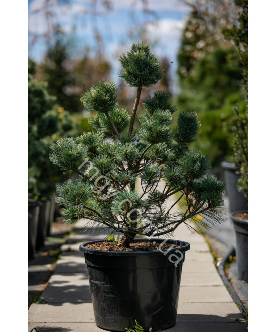 Сосна веймутова Макопін (Pinus strobus Macopin)