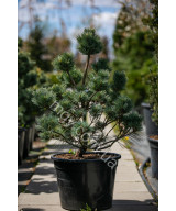 Сосна веймутова Макопін (Pinus strobus Macopin)