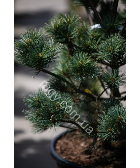 Сосна веймутова Макопін (Pinus strobus Macopin)