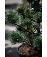 Сосна веймутова Макопін (Pinus strobus Macopin)