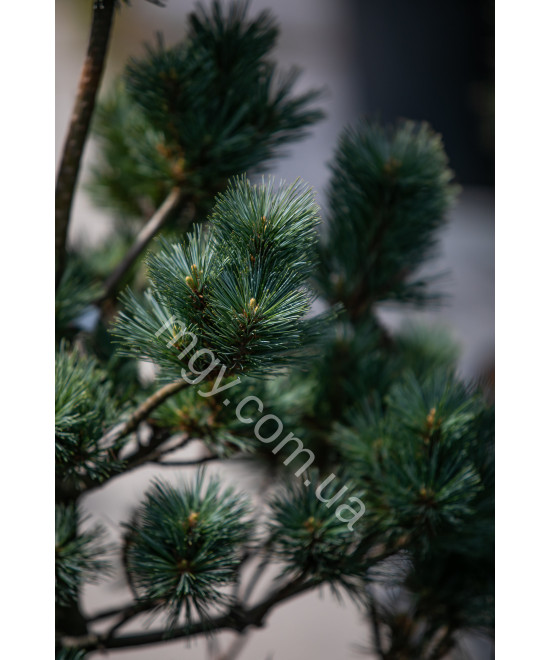 Сосна веймутова Макопін (Pinus strobus Macopin)