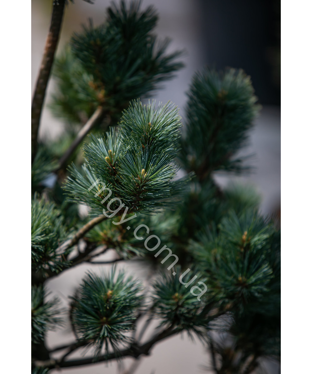 Сосна веймутова Макопін (Pinus strobus Macopin)