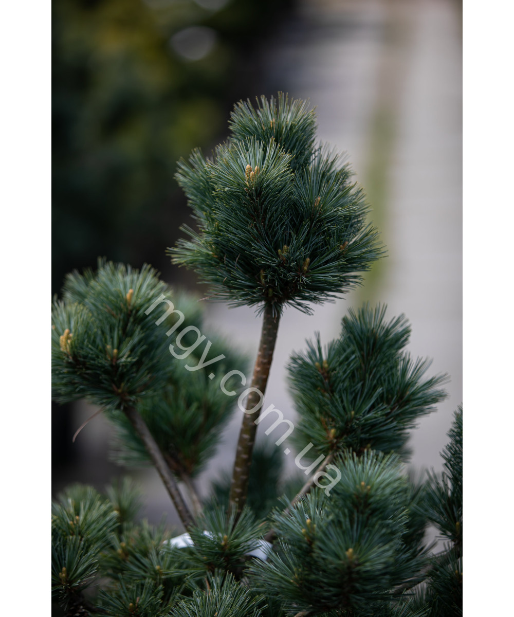 Сосна веймутова Макопін (Pinus strobus Macopin)