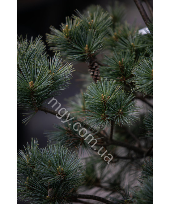 Сосна веймутова Макопін (Pinus strobus Macopin)