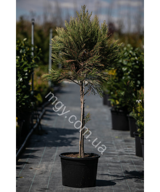 Мамонтове дерево велетенське (Sequoiadendron giganteum)