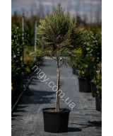 Мамонтове дерево велетенське (Sequoiadendron giganteum)