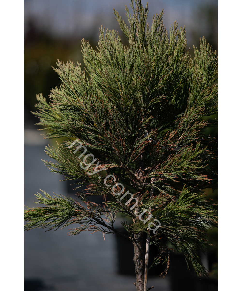Мамонтове дерево велетенське (Sequoiadendron giganteum)