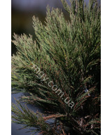 Мамонтове дерево велетенське (Sequoiadendron giganteum)