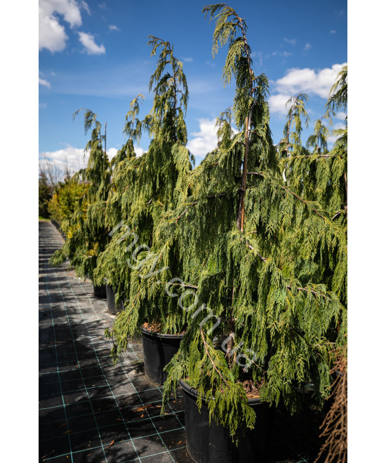 Кипарисовик нутканський Pendula (Chamaecyparis nootkatensis Pendula)