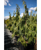 Кипарисовик нутканський Pendula (Chamaecyparis nootkatensis Pendula)