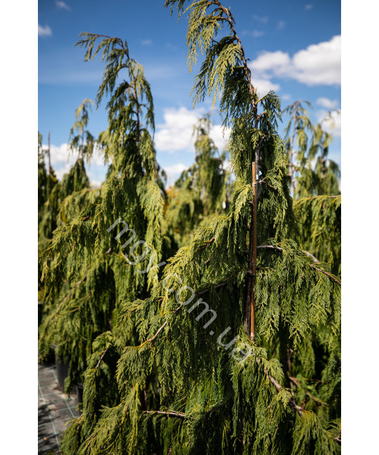 Кипарисовик нутканський Pendula (Chamaecyparis nootkatensis Pendula)