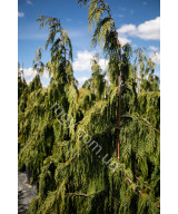 Кипарисовик нутканський Pendula (Chamaecyparis nootkatensis Pendula)