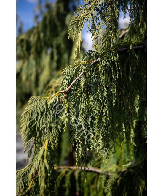 Кипарисовик нутканський Pendula (Chamaecyparis nootkatensis Pendula)