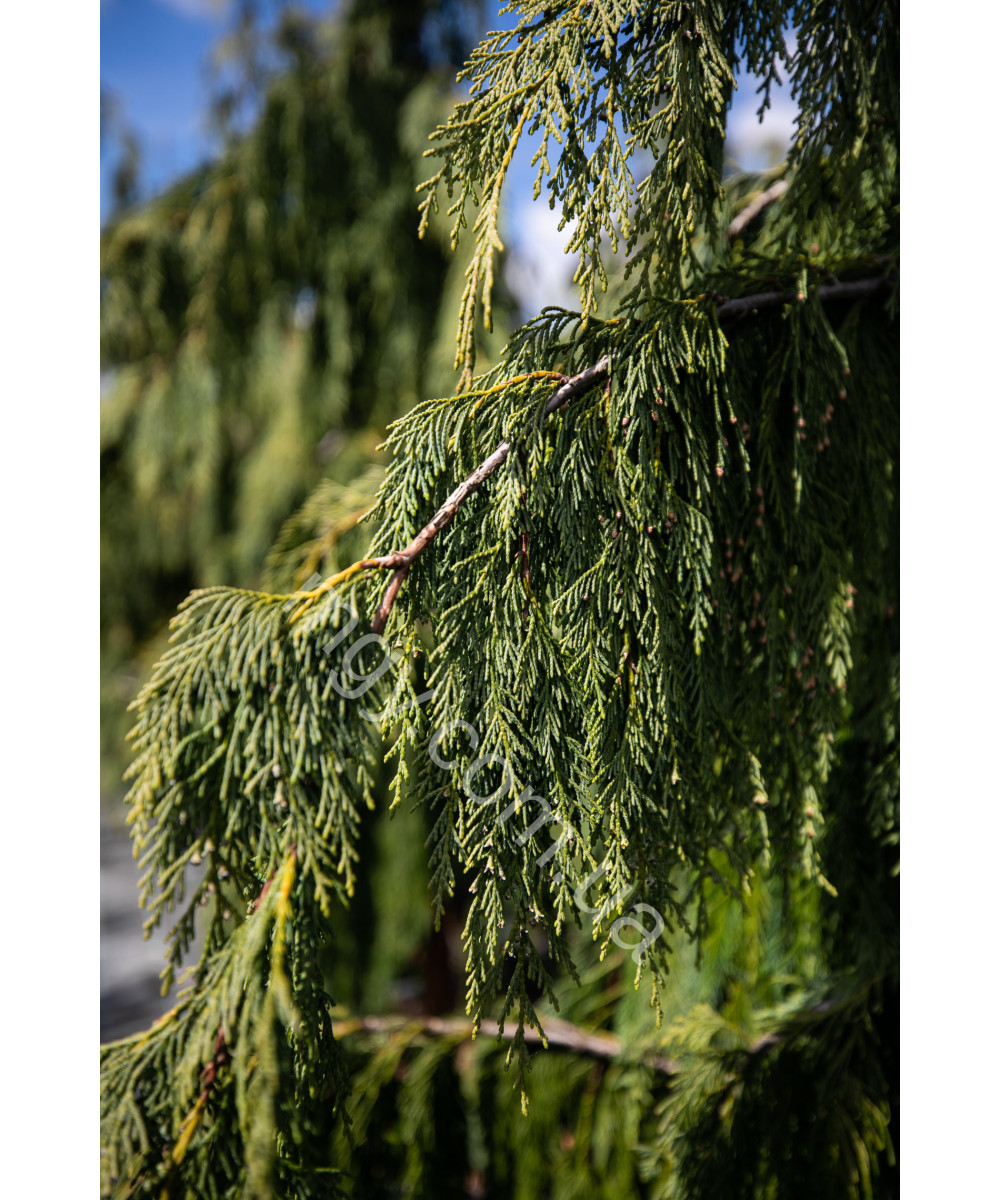 Кипарисовик нутканський Pendula (Chamaecyparis nootkatensis Pendula)
