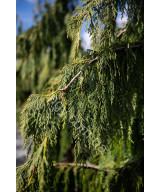 Кипарисовик нутканський Pendula (Chamaecyparis nootkatensis Pendula)