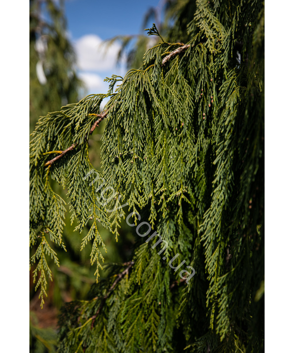 Кипарисовик нутканський Pendula (Chamaecyparis nootkatensis Pendula)