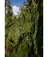 Кипарисовик нутканський Pendula (Chamaecyparis nootkatensis Pendula)