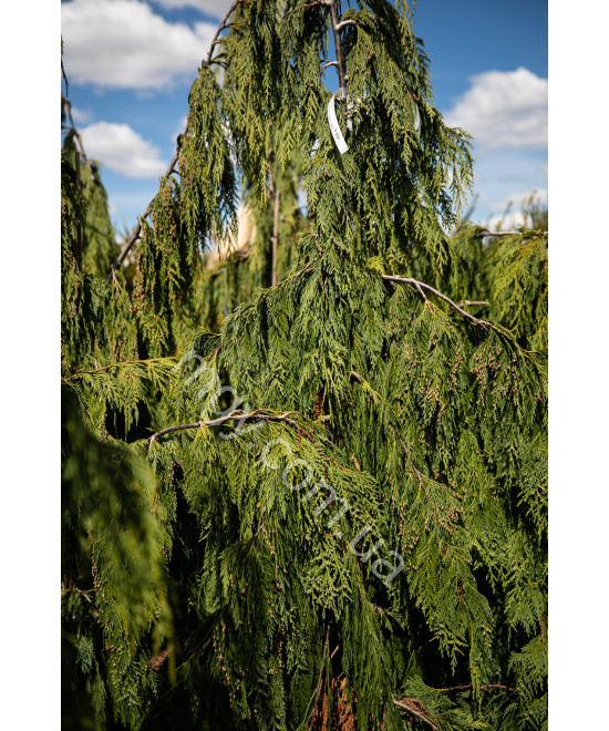 Кипарисовик нутканський Pendula (Chamaecyparis nootkatensis Pendula)
