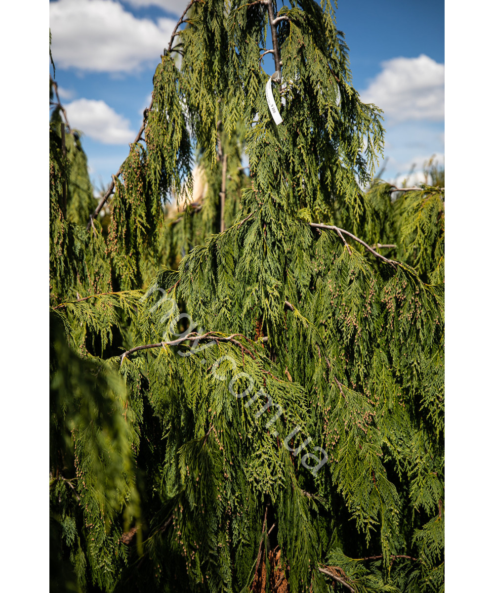 Кипарисовик нутканський Pendula (Chamaecyparis nootkatensis Pendula)