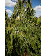 Кипарисовик нутканський Pendula (Chamaecyparis nootkatensis Pendula)