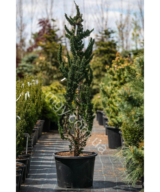Кипарисовик Вісселс Сагуаро (Chamaecyparis Lawsoniana Wissel'S Saguaro)