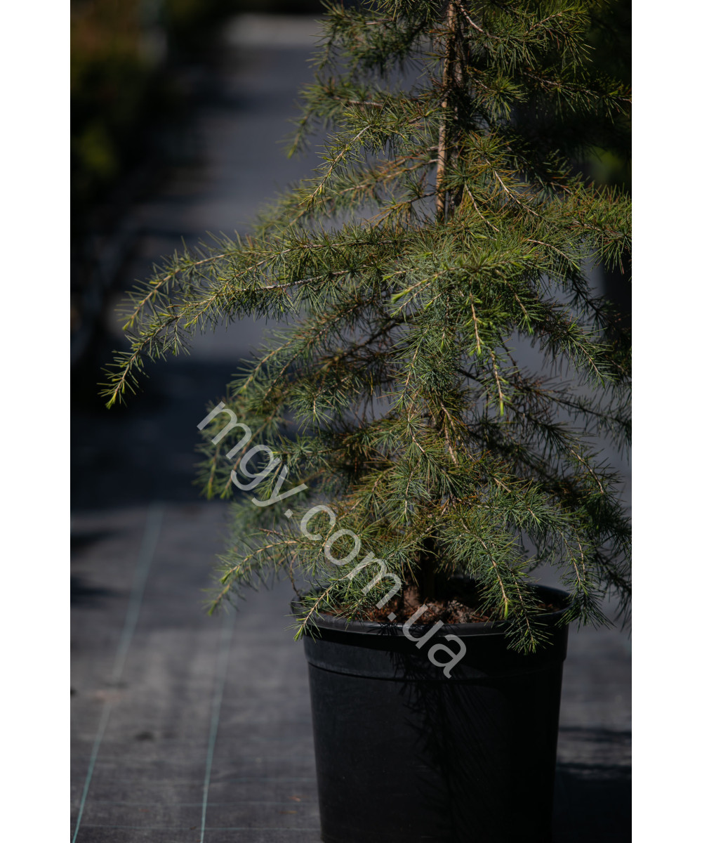 Кедр гімалайський (Cedrus deodara)