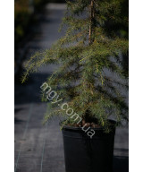 Кедр гімалайський (Cedrus deodara)