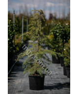 Кедр гімалайський (Cedrus deodara)